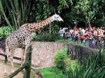 Zoológico SP