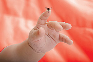 mosquito1