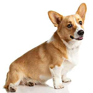 cachorro1