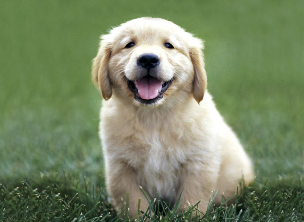 cachorro10