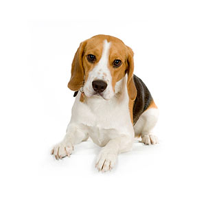 cachorro2