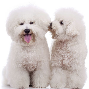 cachorro3