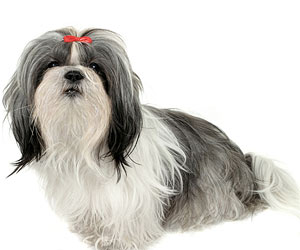 cachorro4
