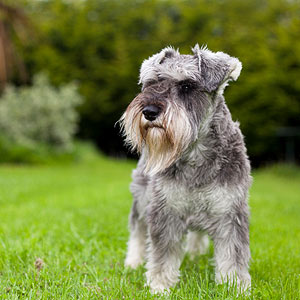 cachorro6