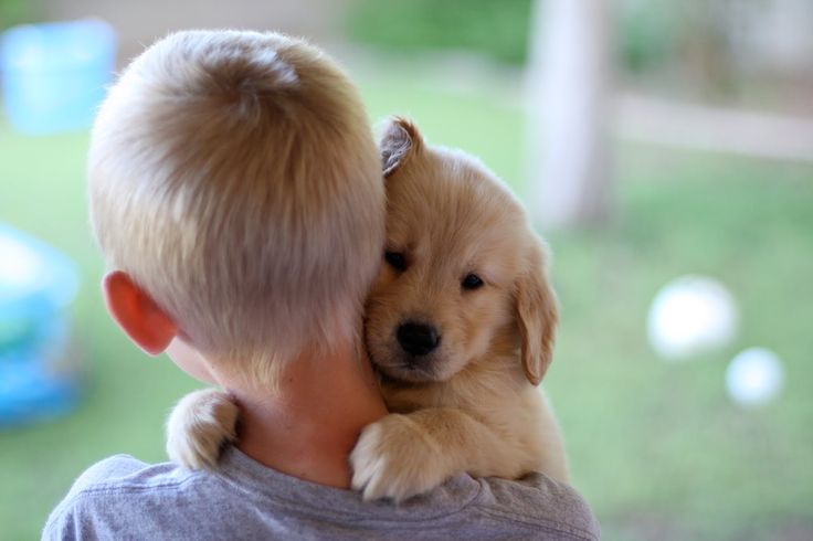 Quais os melhores cachorros para se ter em casa com crianças?
