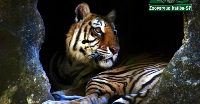 Programação especial infantil em São Paulo - Zooparque de Itatiba