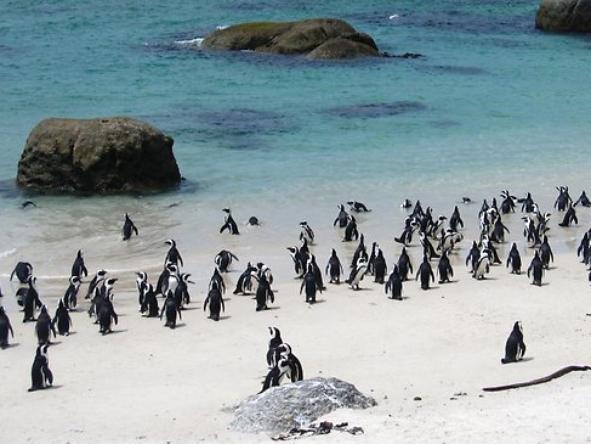 Dicas de Cape Town - Just Real Moms