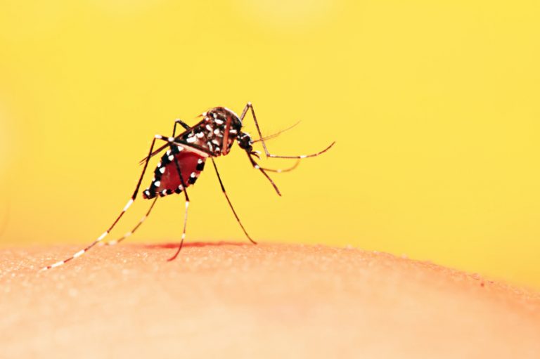 Tudo que você precisa saber sobre o surto de Febre Amarela – por Dr. Jairo Len