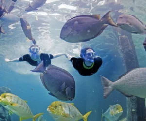 Discovery-Cove-SeaWorld-Orlando-Just-Real-Moms