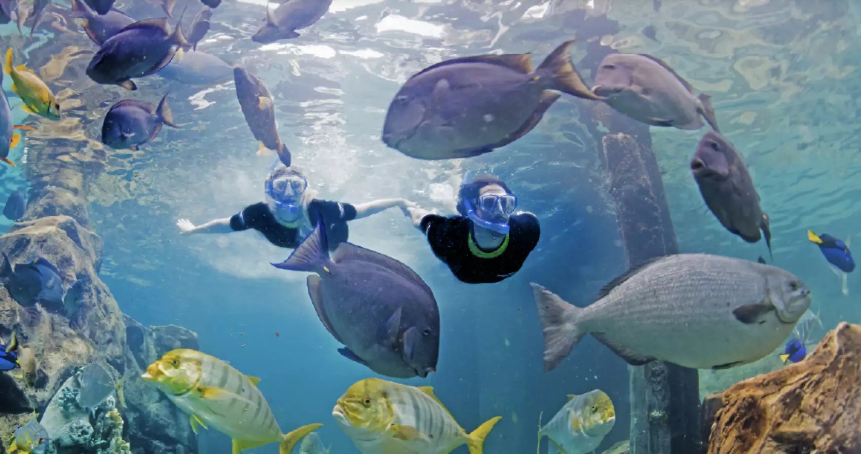 Discovery Cove SeaWorld Orlando Just Real Moms