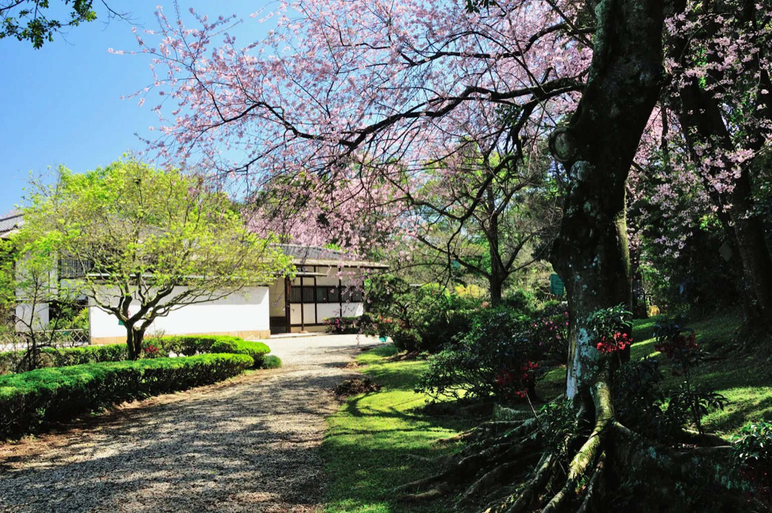o jardim japonês no parque ibirapuera 