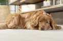 Cachorro-Workshop-Flores-Soul-Flo-Just-Real-Moms